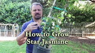 How to grow Star Jasmine Confederate Jasmine with a detailed description [upl. by Manchester]