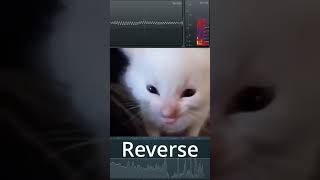 goofy ahh sound effects in reverse catsoftiktok goofyahh memesoundeffect [upl. by Chlo941]