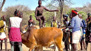 The Surprising Tradition Jumping on a Bull to Find Wife and Manhood [upl. by Eromle696]