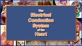 Electrical Conduction System of the Heart [upl. by Arrais]