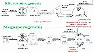 Microsporogenesis and Megasporogenesis Formation in Plant Cell [upl. by Knepper483]