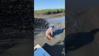 Noodling for redfish North Inlet South Carolina [upl. by Ikila]