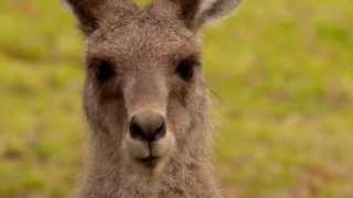 Head of an Eastern Grey Kangaroo Macropus giganteus in Girraween National Park [upl. by Onit]