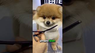 Este Perro Se Corta El Pelo ❤️ [upl. by Helban]