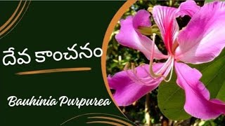 దేవకాంచనంllDrMurthyPlantWorldllBauhinia purpureaCaesalpiniaceaegardentree ornamentaltreebotany [upl. by Tisbee922]