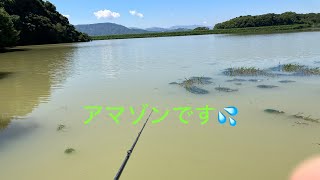 まるでアマゾン川💦 和歌山［バス釣り］桜池 202475 ブラックバス blackbass blackbassfishing ブラックバス釣り fishing アマゾン [upl. by Ahsirtal]