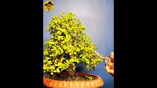 CREATE BONSAI  SHORTS bonsai bonsaitree howtomakebonsai [upl. by Airalednac]