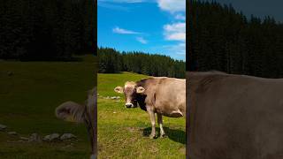 Ebenalp catle swissview swissalps cowvideos swisscows animalshorts appenzellerland calmatensa [upl. by Eelyk]