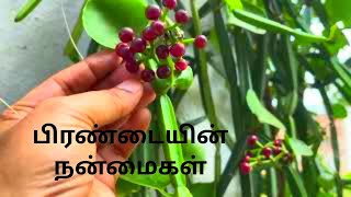 பிரண்டை சாப்பிட்டால் ஏற்படும் நன்மைகள்pirandai benefits pirandai benefits Tamil [upl. by Yregerg492]