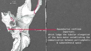 Petrous part of temporal bone [upl. by Forsta]