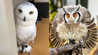 OWL BIRDS🦉 A Funny Owls And Cute Owls Videos Compilation 2021 008  Funny Pets Life [upl. by Aldredge]