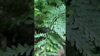 Example of Asexual Reproduction in Ferns [upl. by Randolph]