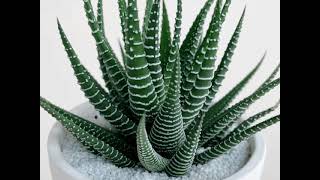 Haworthia Fasciata Zebra Plant Ultimate Guide to Growing and Caring for this Stunning Succulent [upl. by Darom]