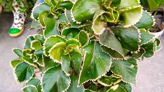 Acalypha plant care and grow tips [upl. by Acceber]