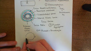 Antithrombin 3 and Heparin Part 2 [upl. by Goldenberg]