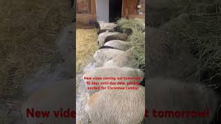 Group 2 got moved to the barn tonight 10 days until Lambs [upl. by Audsley521]