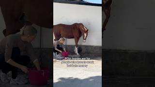 💩🙊💧 equestrian horse horses pony pferde cheval hest trending funny [upl. by Ylicec]