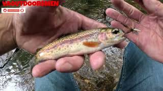 Fly Fishing Wild Rainbow Trout Virginia Mountains 2024 [upl. by Whit]