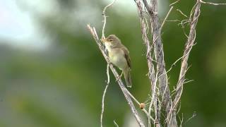 Sumpfrohrsänger Acrocephalus palustris [upl. by Rehposirhc]