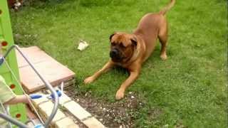 Thor the Bullmastiff  catch me if you can [upl. by Neelhtakyram]