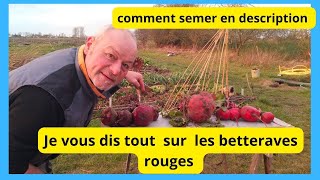 Comment reconnaître une bonne betterave rouge au jardin [upl. by Madelle]