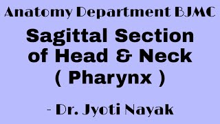 BJMC Sagittal Section of Head amp Neck Pharynx [upl. by Mharba]