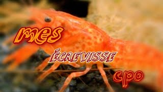 ÉCREVISSE CPO  SUIVIS DELVAGE 5 [upl. by Cave623]