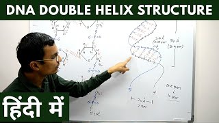 DNA Double Helix structure in Hindi [upl. by Oloap]