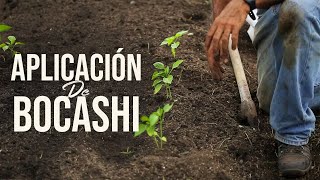 APLICACIÓN DE BOCASHI EN CULTIVO DE PIMIENTOS Y FRIJOL  Jairo Restrepo Rivera [upl. by Ateiluj]