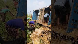 Some local people saving the life of some goats from a truck 🚛 [upl. by Nedyah]