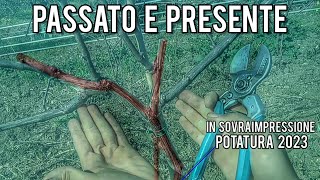 Allevare la vite gli effetti della potatura ramificata a un anno di distanza [upl. by Annazus]