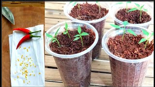 Agrieducation Put Chili Seed To Sprout In 2 Days [upl. by Trocki]