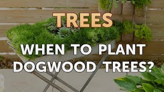 When to Plant Dogwood Trees [upl. by Doolittle175]