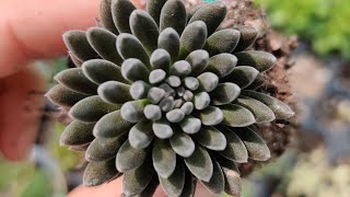 Sinocrassula Yunnanensis Care amp Propagation [upl. by Araccot]