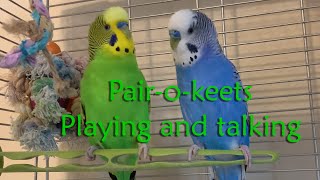 Parakeets playing and talking to each other [upl. by Naujej]