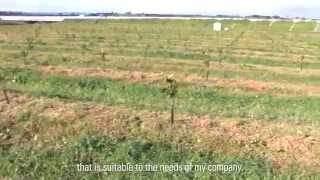 Netafim drip Irrigation for Citrus in Italy Mariano Gervasis story [upl. by Xela]