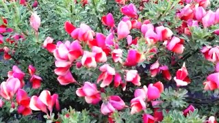 Best Flowering Shrubs Cytisus Burkwoodii Scotch Broom [upl. by Niwrek]