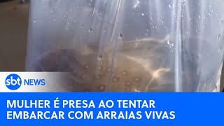 Advogada é presa no Aeroporto de Manaus suspeita de transportar arraias vivas [upl. by Lenhart]