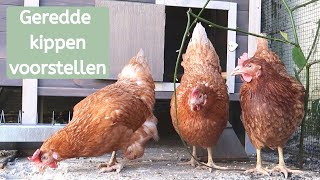 Nieuwe kippen voorstellen  Kippen redden van slacht  De dierenvriendin [upl. by Eannej474]