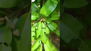 Manilkara zapota commonly known as sapodilla is an evergreen tree Family Sapotaceae [upl. by Blynn]