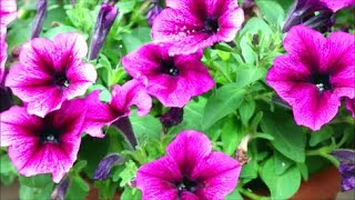 How to Grow Petunias from Seed [upl. by Truitt685]