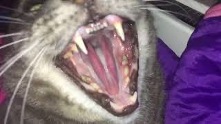 Cat hissing [upl. by Waddington]