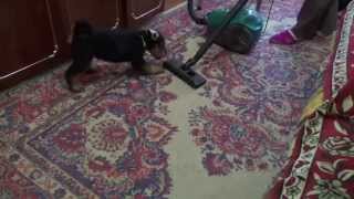 Est Etiam  airedale R litter 8 weeks amp vacuum cleaner [upl. by Slyke276]