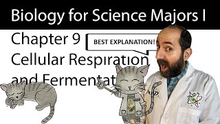 Chapter 9 – Cellular Respiration and Fermentation CLEARLY EXPLAINED [upl. by Gabriella141]