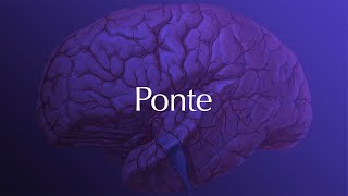 Neuroanatomia  Ponte [upl. by Nibla]