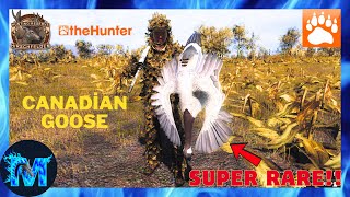 TheHunter Classic  SUPER RARE CANADİAN GOOSE  thehunter [upl. by Jecho]