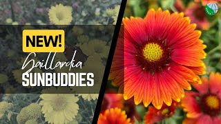 Introducing Gaillardia Sun Buddies Red amp Gold  FlowerTrials2022 [upl. by Ellainad]