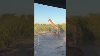 Lion Rides Giraffe to Bring it Down [upl. by Efram]