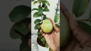 Maadi thottam terracegarden maadithottam garden guava shorts tips [upl. by Dloreh940]