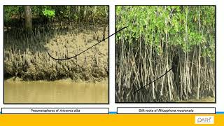 Silviculture of Mangrove and Cold deserts of India [upl. by Hersh]